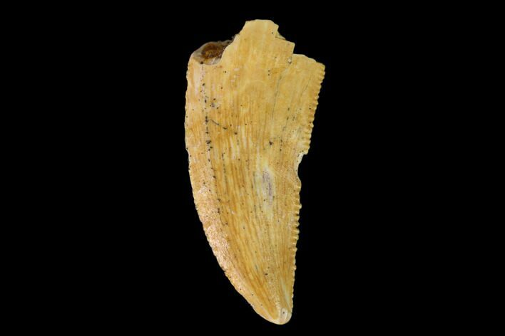 Serrated, Raptor Tooth - Real Dinosaur Tooth #149063